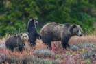 Grizzly bear sow with twin cubs during an autumn rain shower in Wyoming Art Print